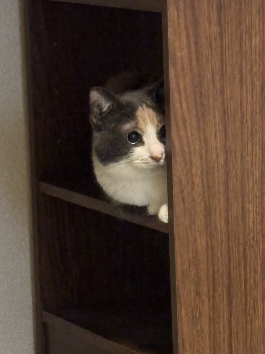 Post by よび🦆 on X: 🐾