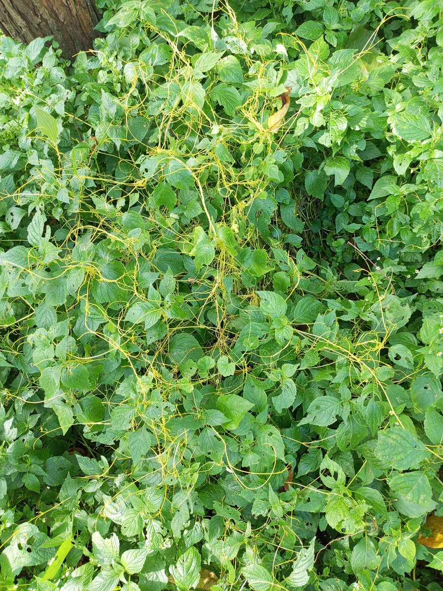 NickYMaina's tweet photo. @bungomaduke I have them in my farm in Eldoret though they are mostly on undergrowth brush not the tree tops. I noticed it about 20 years ago. They are not as thick as yours. https://t.co/QsjeopJ0LD