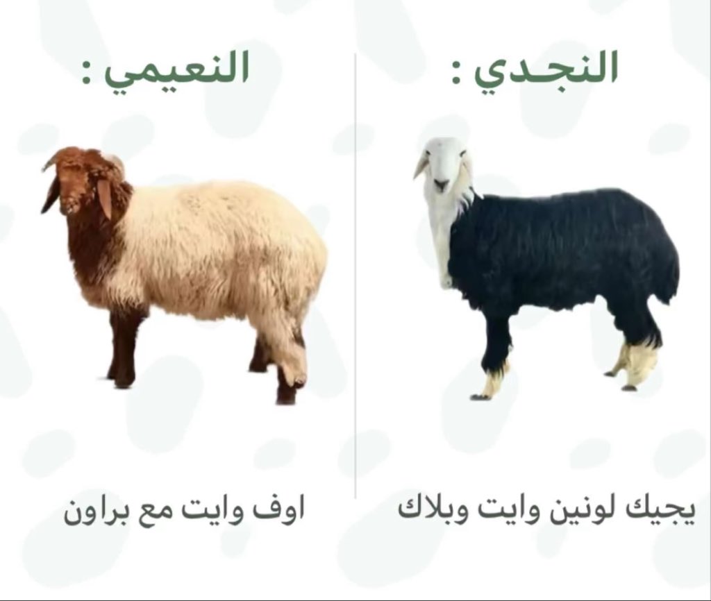 ‏﮼متعب ﮼الشمري ﮼ tweet media