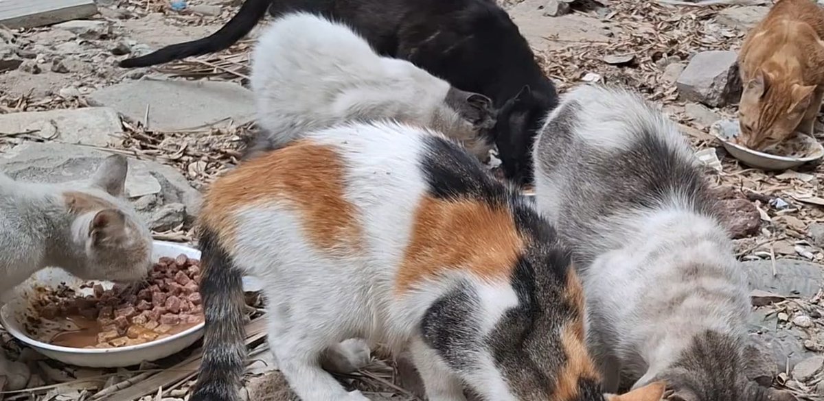 Animal Friends Shelter tweet media