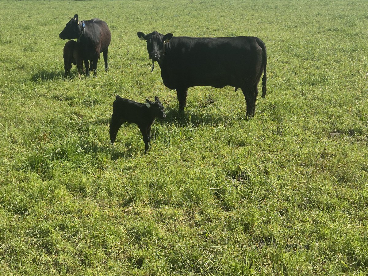 1noeloconnor's tweet photo. My sucklers,,that little one is cheeky.
It'll be a few weeks before I'll be confident enough to drive into a field and be confident she's not hiding under a dock peaf😄 https://t.co/AoS6XQtZuf