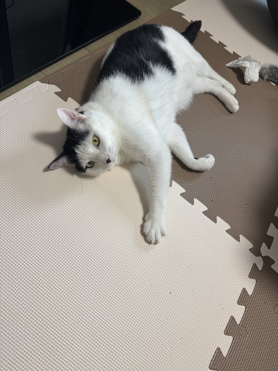 tam_skate's tweet photo. 🐈 https://t.co/gDzMzfwLXj