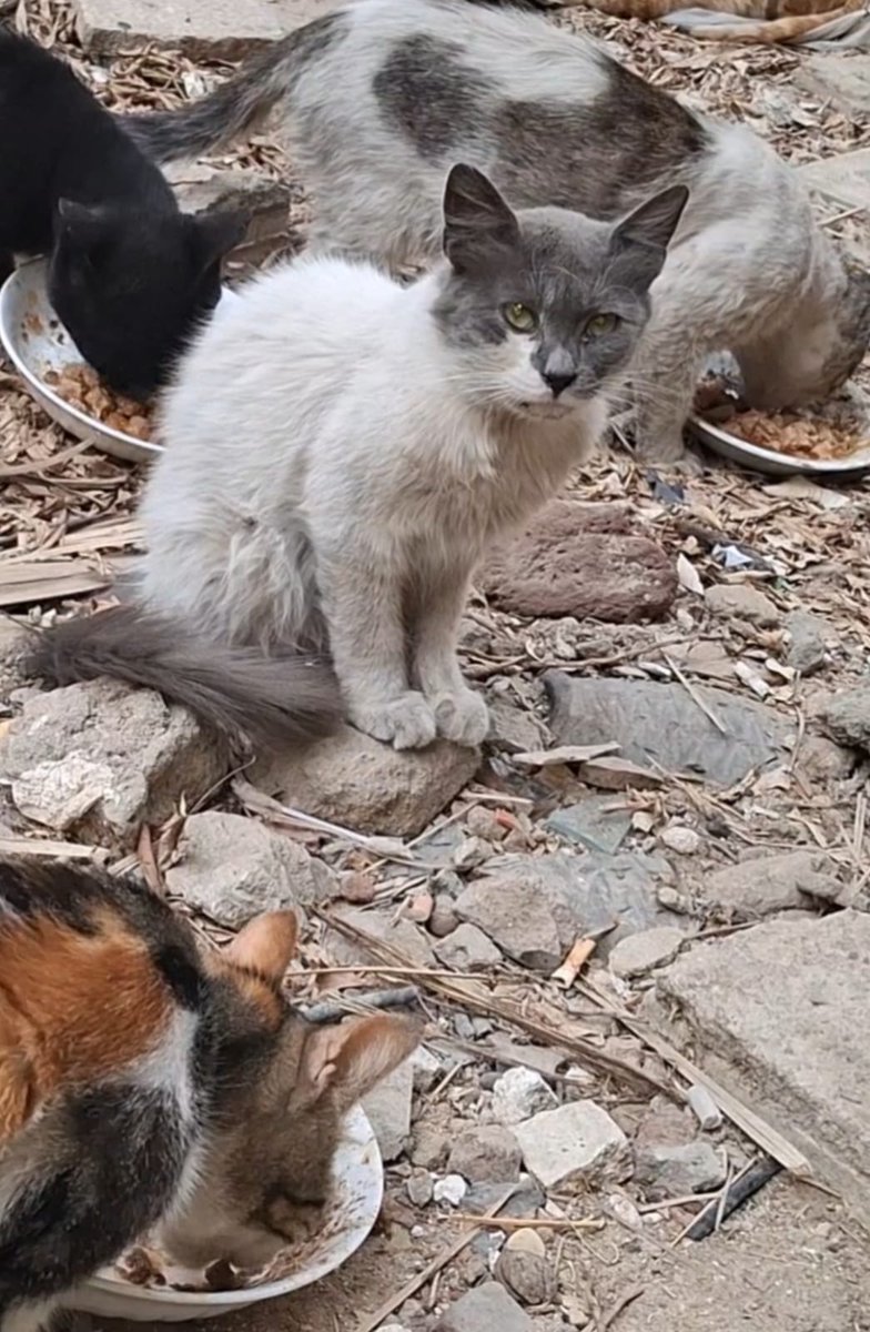 Animal Friends Shelter Gaza tweet media