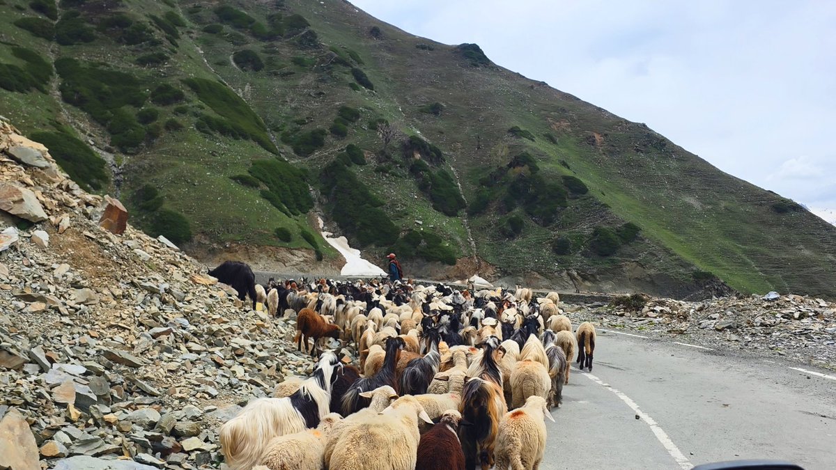 Ashiq__Naik's tweet photo. A journey through Kashmir’s untouched wilderness; pine forests, snow-clad mountains, winding roads, and shepherds guiding their flock to their destinations https://t.co/w76tupZMcq