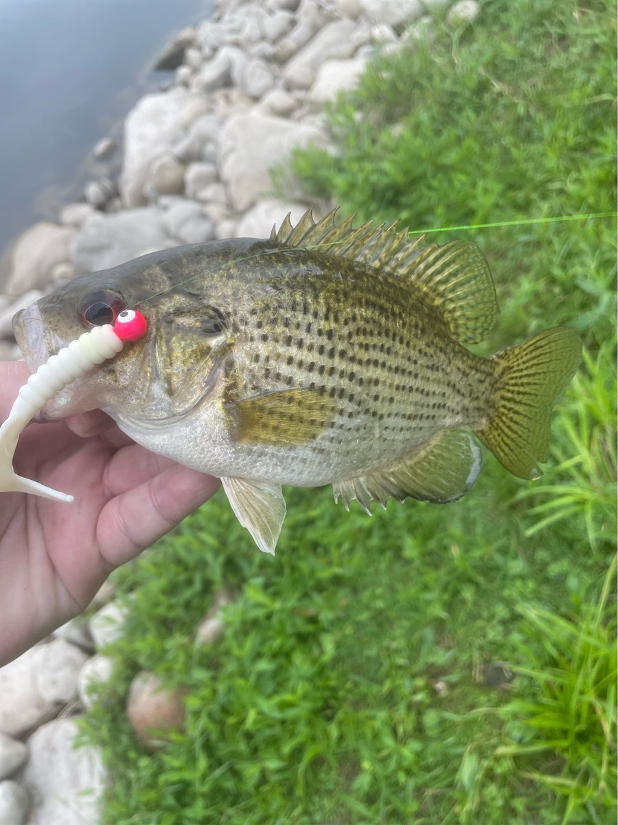 Hivenst's tweet photo. Pretty decent morning out at the lake #fishing got these and a few others the bluegill I caught on a bass sized spinner bait easy PB right there. Didn’t catch a single target species but hey as a bonus a quill back carp in the (mouth?). 

Released everything back into the lake. https://t.co/Qzff0s33Am