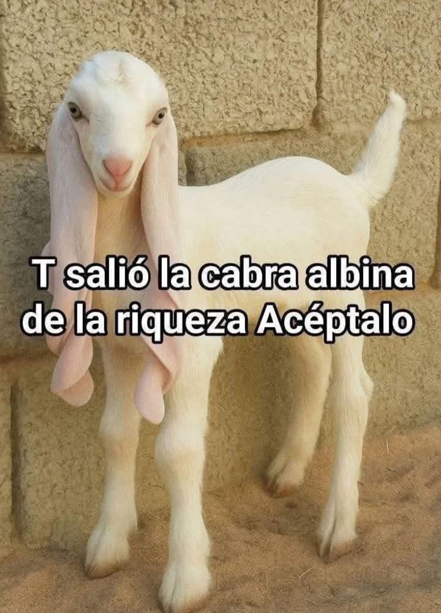 Lia Julieta tweet media