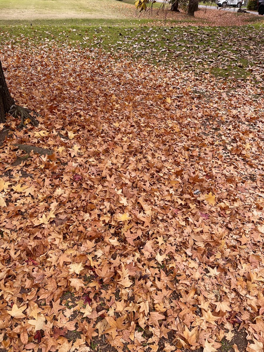 gabrielapousa's tweet photo. Alfombra en otoño https://t.co/CztgWQtwkA