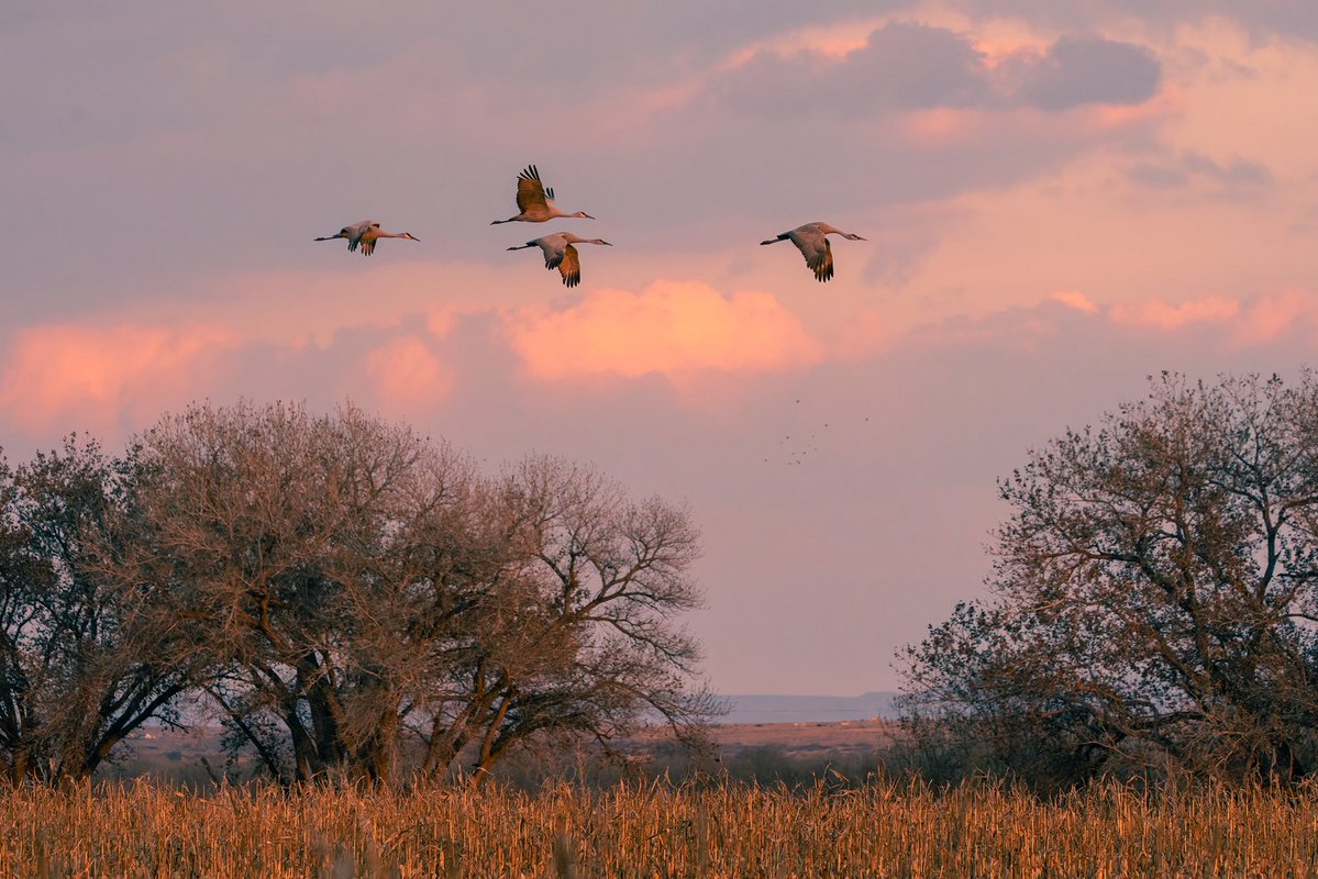 Scott McCormick Photography (mas-beyondo) tweet media