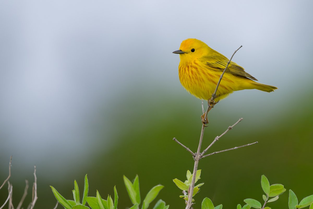 hubbnyc's tweet photo. Northern Yellow Warbler in Madison, CT (5/22/26)
#northernyellowwarbler #birdphotography #nikonphotography #ctnaturefans #springmigration https://t.co/KlPSuzC5vO