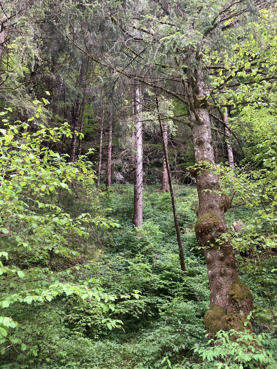 RavenOfAltosk's tweet photo. My husband and I enjoyed a wonderful, relaxing day outdoors today!
He really does love being out in nature, after all! 💚🩵💛

#RavenSoulmate https://t.co/oxC20RCnGe