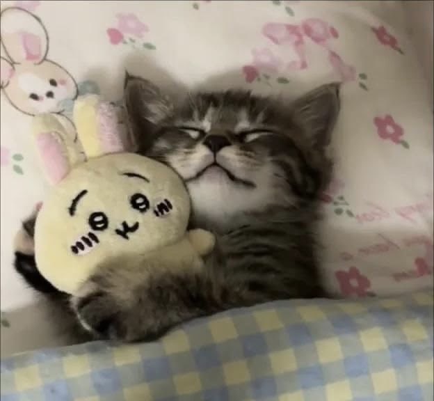 miau tweet media