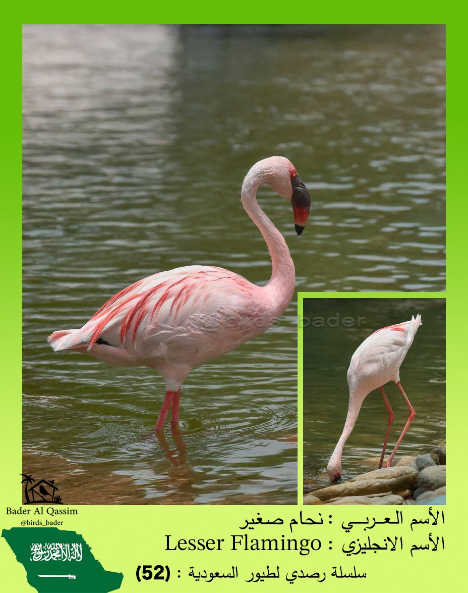 راصد طيور السعودية Saudi birds 🇸🇦 tweet media