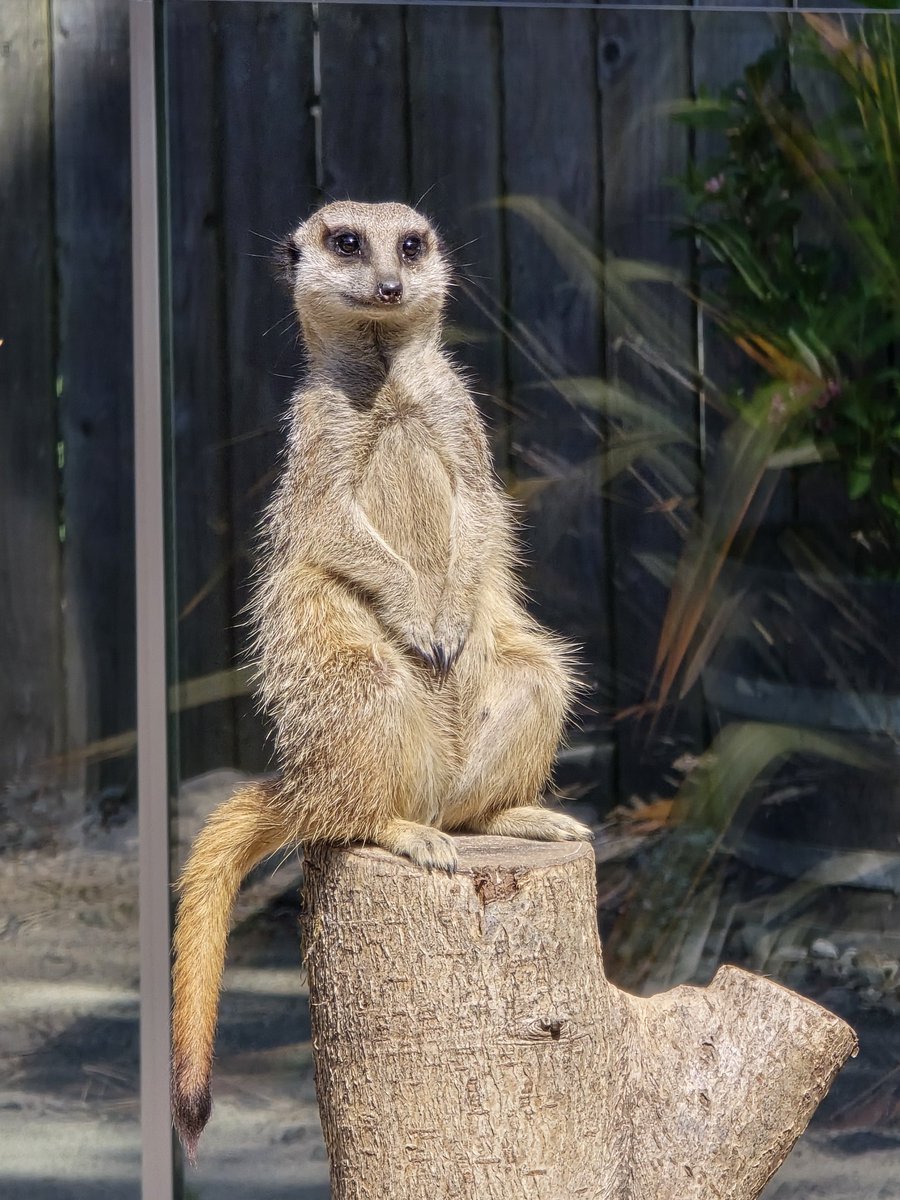 ChrisSt41457066's tweet photo. Wee day at Blair Drummond safari park https://t.co/sSa3iUqCCm