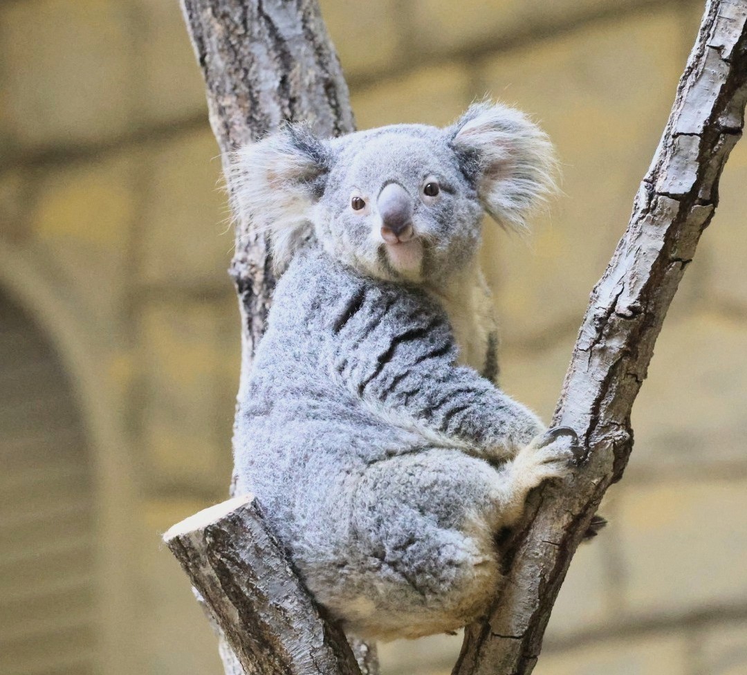 おもちちゃんでお休みなさい🐨💤 ＃東山動植物園 ＃コアラ