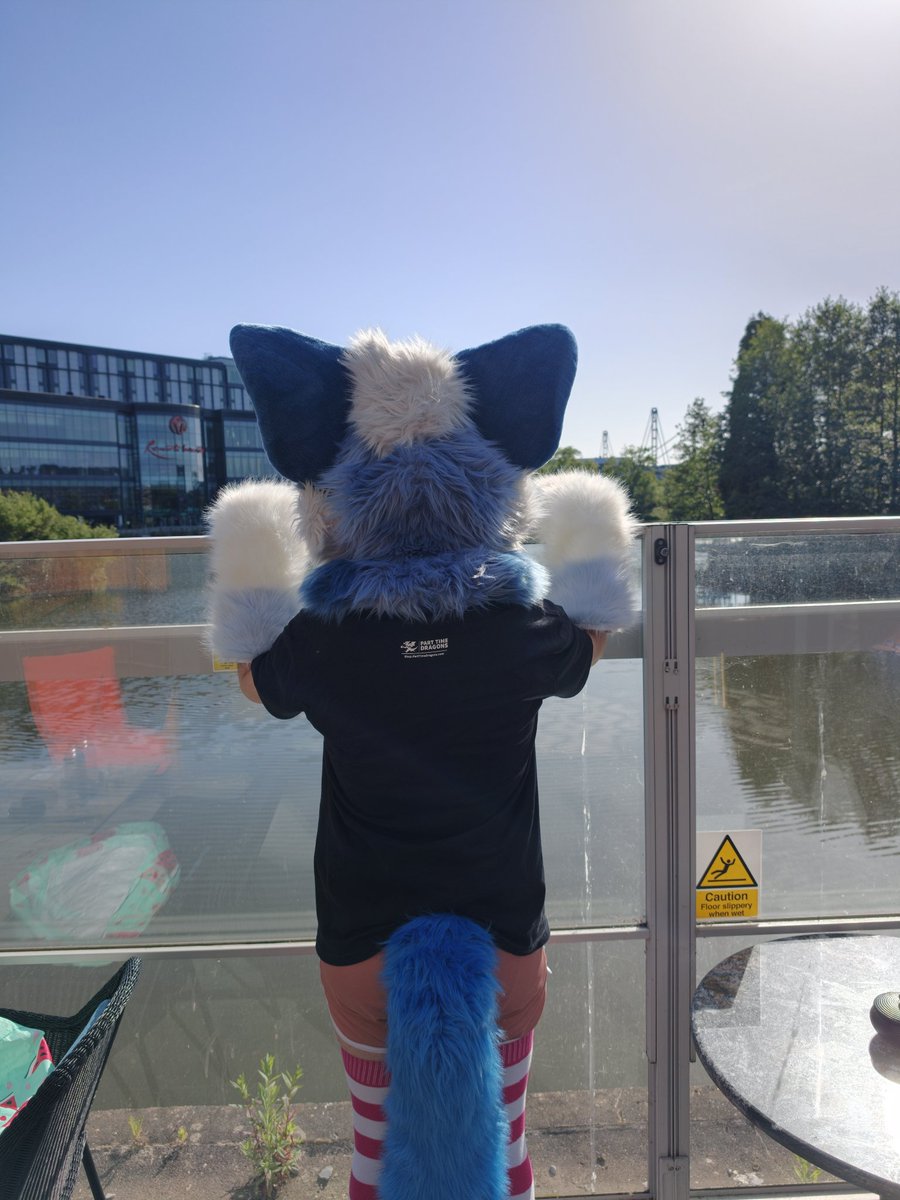BlurredFluff's tweet photo. Last day of Confuzzled! #CFz https://t.co/7wgxEcw3U8