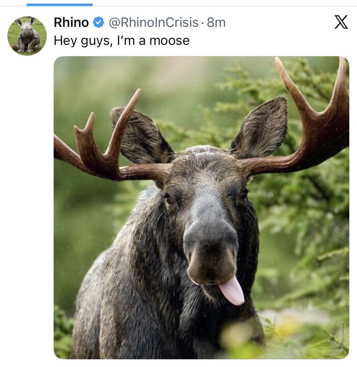 moose tweet media