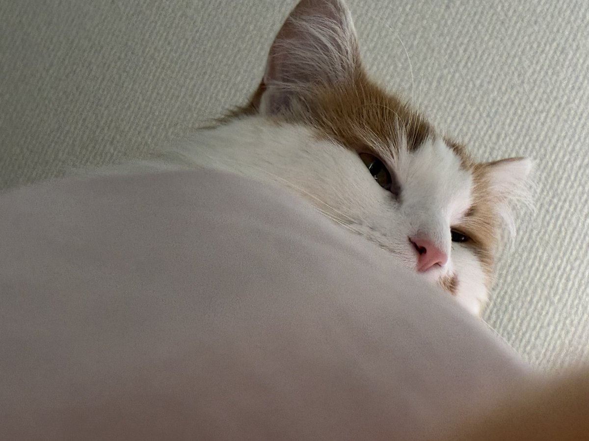 Imw1thy0u's tweet photo. @Raspberry__0927 フン https://t.co/xQEkQJR21D