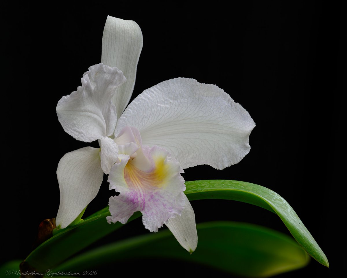 drugpedaller's tweet photo. God is in the details

Cattleya lueddemanniana var coerulea
First bloom 

#orchid #orchids #flowers #anggrek #orchidlover #orchidsofinstagram #orchidee #orquideas #flowerphotography #orqu #orchidflower #orchidea #orchidworld #orchidaceae #Orquidea #兰花 #蘭 #অর্কিড https://t.co/09ZMrF6Dpx