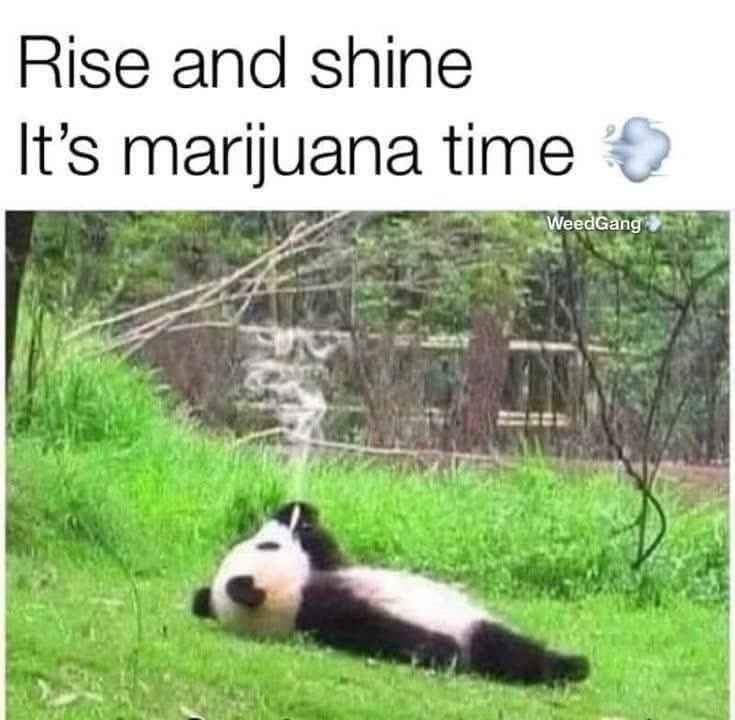 KushWorld tweet media