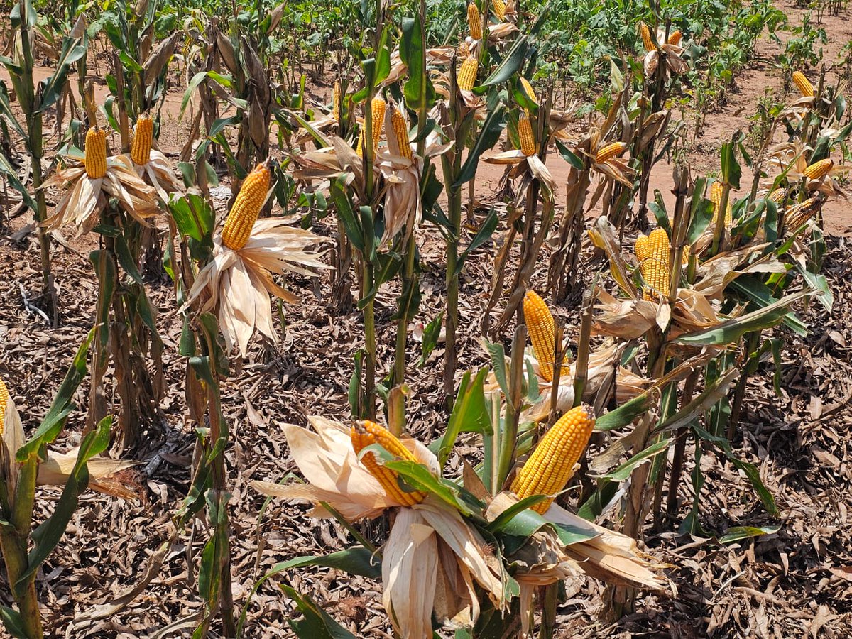 LegacyCrop's tweet photo. Anyone can sell you a seed. At #LCIC, we're selling something that outlasts a season — we're selling #Legacy.
Your farm isn't just land. It's a story being written across generations. It deserves more than a product. It deserves a partner.
That partner is #LCIC. https://t.co/5vRrJIqukk