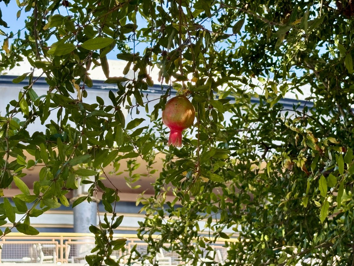 BuffDisneyBuff's tweet photo. Disneyland Resort Plant Post!  Did you know Disneyland has a pomegranate tree?  This is at Galactic Grill in Tomorrowland near the dance floor.  #disneyland #disneylandresort #disney #magickey #disneyeats #disneyfoodie #buffdisneybuff #DisneylandUpdate #DisneylandPlants #Tomorrowland #GalacticGrill #Pomegranate