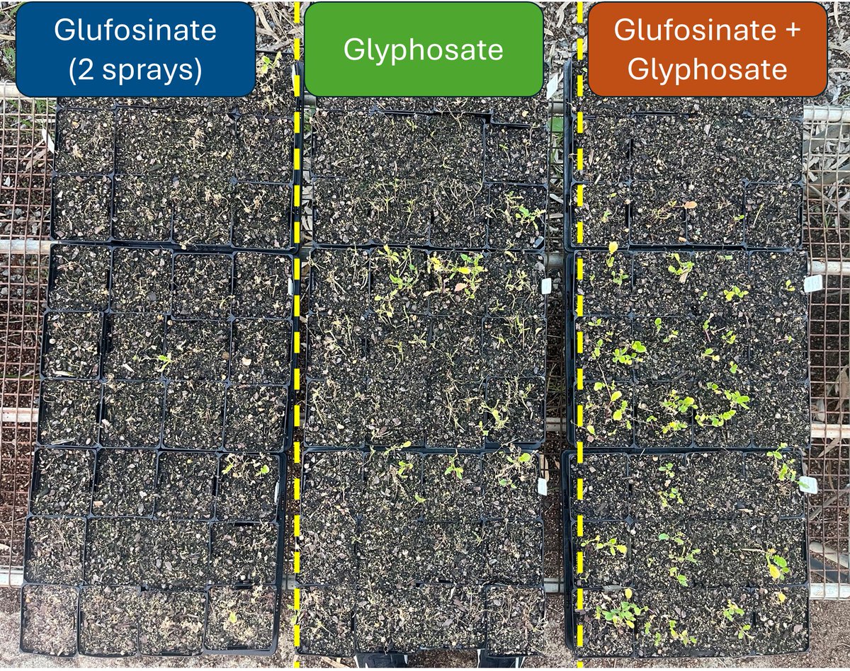Herbicide resistance lab at UWA tweet media