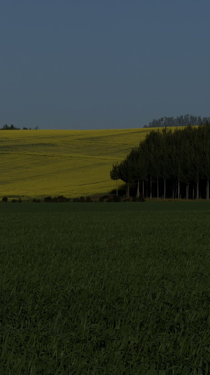 iamalexkamau's tweet photo. The A2 stretch from Timau to Kisima is pure therapy😍 Oh and the canolas are full bloom 🌼 https://t.co/M9ox7h2d9U