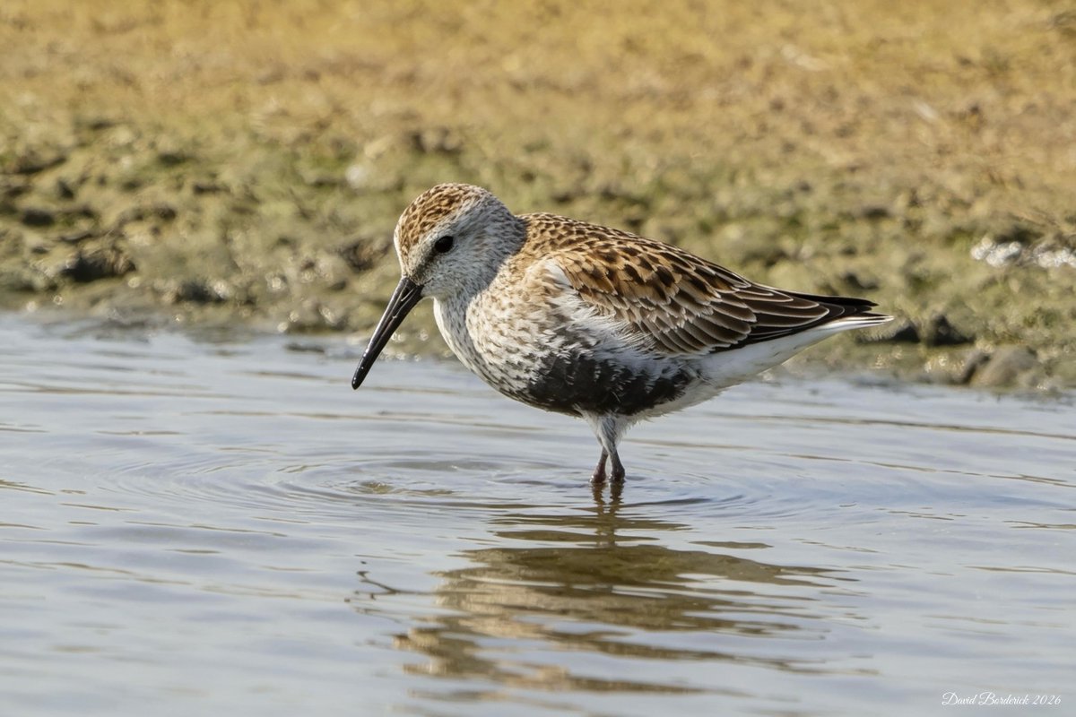 daveborderick's tweet photo. Summer Plumage Dunlin on East scrape at RSPB Minsmere this morning. @RSPBMinsmere @RSPBEngland @Natures_Voice @SuffolkBirdGrp @BTO_Suffolk https://t.co/x4njohyz9U