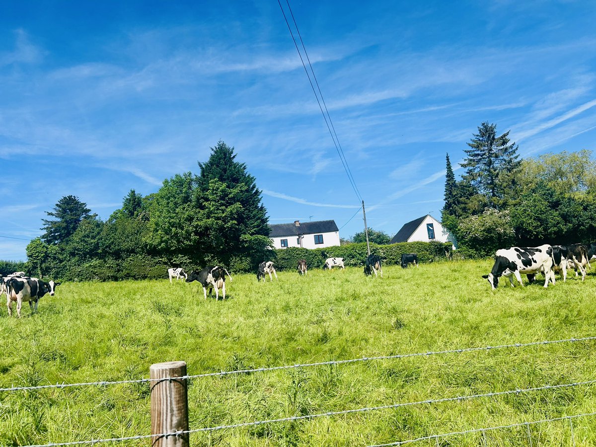 karthika_gm's tweet photo. It’s pretty rare to see a whole bunch of cows in the UK. 

Spotted these on the way to Alton Towers😍. https://t.co/OpkRMFL6aE