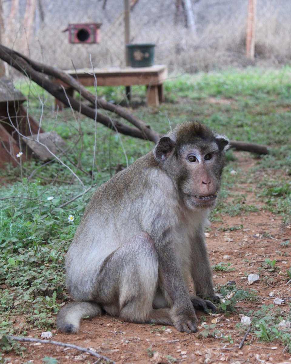 BornFreeUSA's tweet photo. Frick the 29-year-old long-tailed macaque has an adorable &amp; recognizable face. Peanuts are his favorite food &amp; he is very protective of his best friend Sissy (pictured). We're not finished with #MacaqueMay so follow along to meet more residents of the Born Free Primate Sanctuary! https://t.co/6GpSvIjMPI