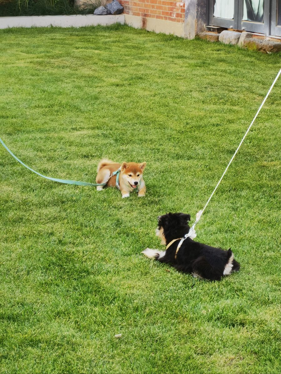 jac40trader's tweet photo. My little pup turned 3 months old today! From wobbly steps to zoomies around the yard, every growth moment is my favorite treasure https://t.co/FSECIu1hde