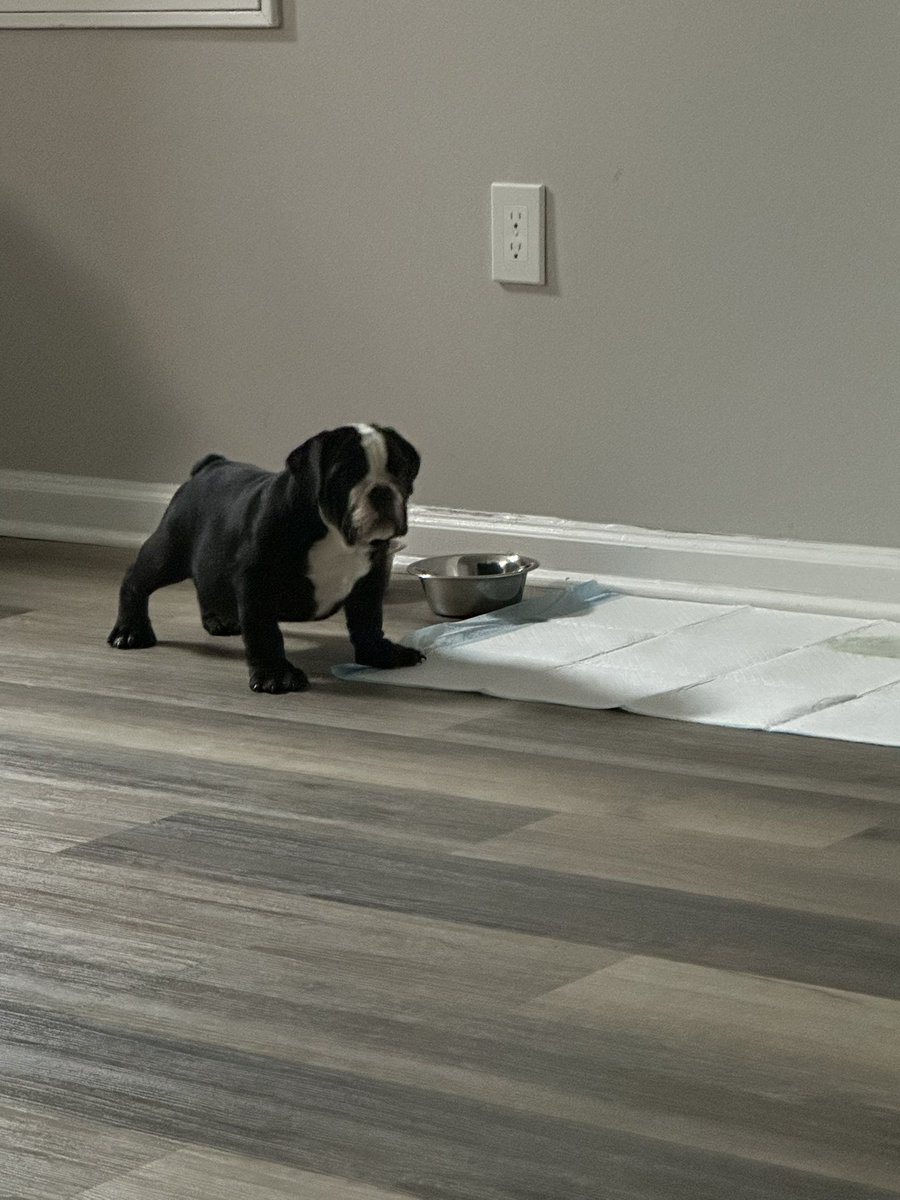 CapitalV____'s tweet photo. Meet Biggie the English bulldog !! Riv got a puppy https://t.co/ml4xMk5vQE