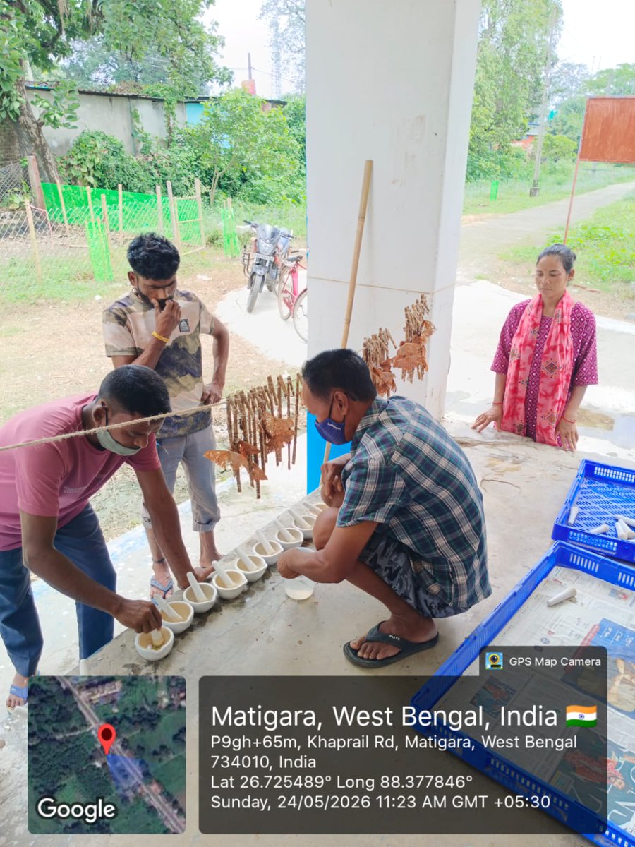 MssoSilk's tweet photo. A significant milestone achieved in Muga Rearing & Grainage through the joint efforts of DOS West Bengal and MESSO, P-4 Mendipathar under the Cooler Zone Programme.

Basic Muga DFLs supplied to Fulhara, Matigara, Gorubathan, Kurseong, and Kolbong farms have shown highly encouraging results. Successful grainage operations are presently underway at Matigara by following standard SOPs along with low-cost scientific temperature and humidity management practices, achieving around 1.3 g fecundity per DFL. The produced DFLs have been supplied to different DOS units across the North East.

A proud achievement from Fulhara Farm — once affected by anti-social activities, the farm has now been revitalized through Muga culture, producing more than 13,700 cocoons from just 400 g DFLs.

This programme demonstrates how scientific relocation and cooler zone adaptation can contribute significantly towards sustainable Muga development and the conservation of India’s Golden Silk heritage.

@MahasankarCSB
@IfsSivakumar
@csbmot @TexMinIndia @PIBTextiles