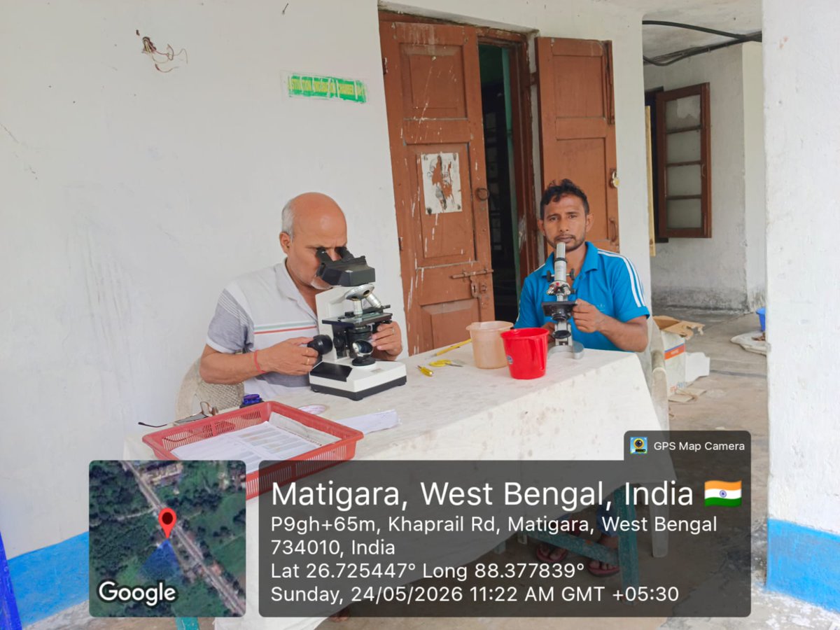 MssoSilk's tweet photo. A significant milestone achieved in Muga Rearing & Grainage through the joint efforts of DOS West Bengal and MESSO, P-4 Mendipathar under the Cooler Zone Programme.

Basic Muga DFLs supplied to Fulhara, Matigara, Gorubathan, Kurseong, and Kolbong farms have shown highly encouraging results. Successful grainage operations are presently underway at Matigara by following standard SOPs along with low-cost scientific temperature and humidity management practices, achieving around 1.3 g fecundity per DFL. The produced DFLs have been supplied to different DOS units across the North East.

A proud achievement from Fulhara Farm — once affected by anti-social activities, the farm has now been revitalized through Muga culture, producing more than 13,700 cocoons from just 400 g DFLs.

This programme demonstrates how scientific relocation and cooler zone adaptation can contribute significantly towards sustainable Muga development and the conservation of India’s Golden Silk heritage.

@MahasankarCSB
@IfsSivakumar
@csbmot @TexMinIndia @PIBTextiles