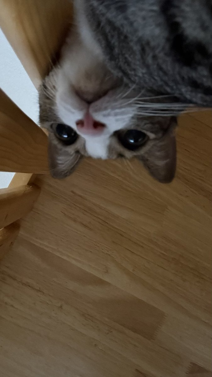 จจ ◡̈ ☁︎ *. 🌻🐈‍⬛ tweet media
