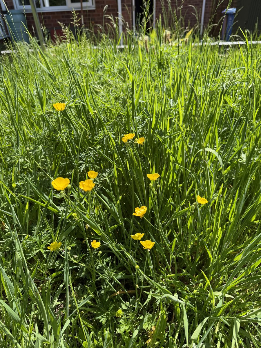 phil_d13's tweet photo. The lawn is doing very well as we head into the last week of #nonowmay ☺️ https://t.co/bQlSDTAgvs