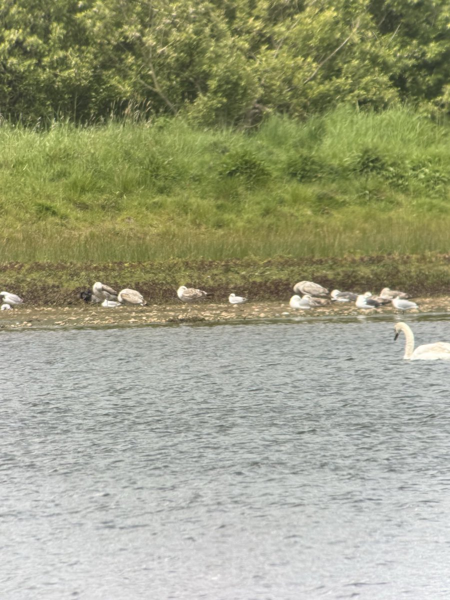 NickBirding's tweet photo. Been meaning to upload Belvide from last Sunday! Was successful on the Gull Front! Med, Captain, yellow leg and bonaparte's gull @BelvideBirding https://t.co/KSSolxjqWU