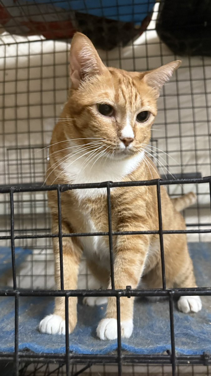 จจ ◡̈ ☁︎ *. 🌻🐈‍⬛ tweet media