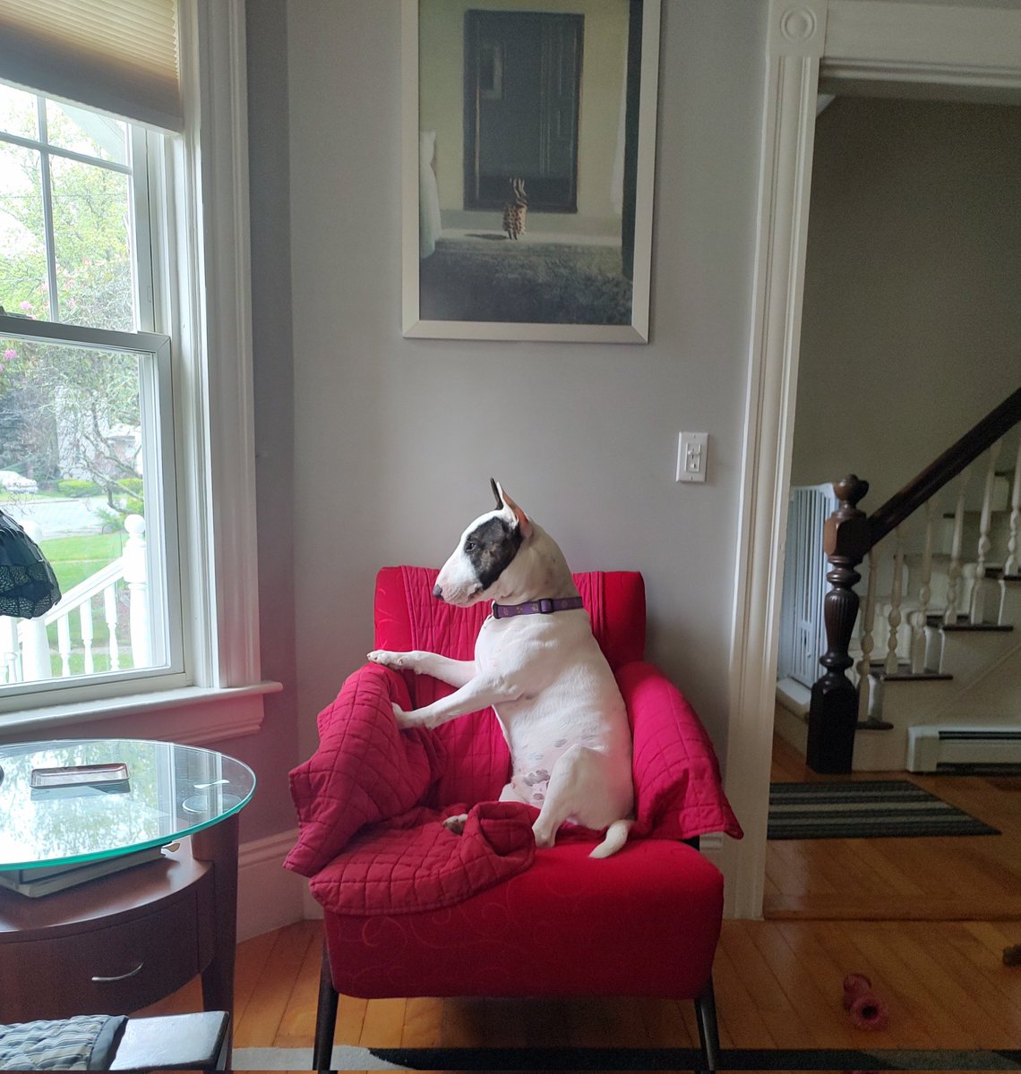 Spike The Rescue Pup & Rex The TV Terrier ®🌈🐾 tweet media