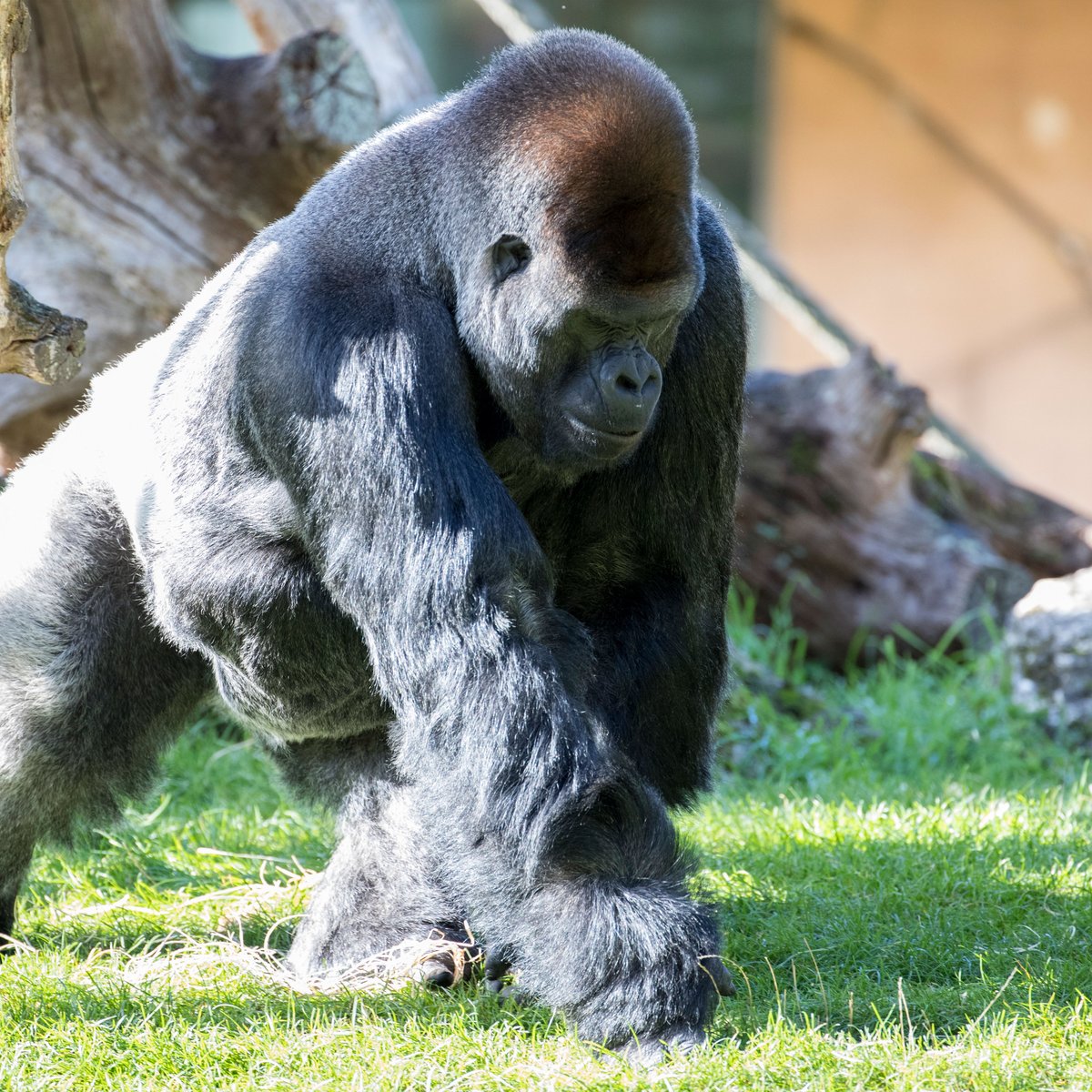 zoobeauval's tweet photo. 🦍 Même derrière notre écran, on ressent toute la tension de ce déplacement d’#Asato… A travers ces images impressionnantes de ce #ZoneInterdite, il y avait surtout énormément d’émotion, d’adrénaline et des semaines de préparation pour les équipes du #ZoodeBeauval 💙
À bientôt 34 ans, Asato a rejoint l’île des mâles célibataires avec plusieurs de ses fils, laissant place à un nouveau mâle reproducteur dans le cadre du Programme d’Élevage Européen. Des moments où chaque détail compte, rendus possibles grâce à la confiance construite entre les #gorilles et leurs soigneurs — parfois simplement apaisés par le son de leur voix. Aujourd’hui, Asato et ses fils se sont très bien acclimatés à leur nouvel environnement, tout comme Euro, le nouveau mâle reproducteur.