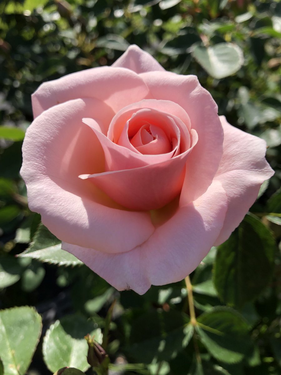JonesTheRose's tweet photo. Pretty Lady,enjoying the sunshine today! #jonestherose #rosegrower #pinkroses #pottedroses #mailorder #peatfree #cheshiregrown https://t.co/JZNPIlro6B
