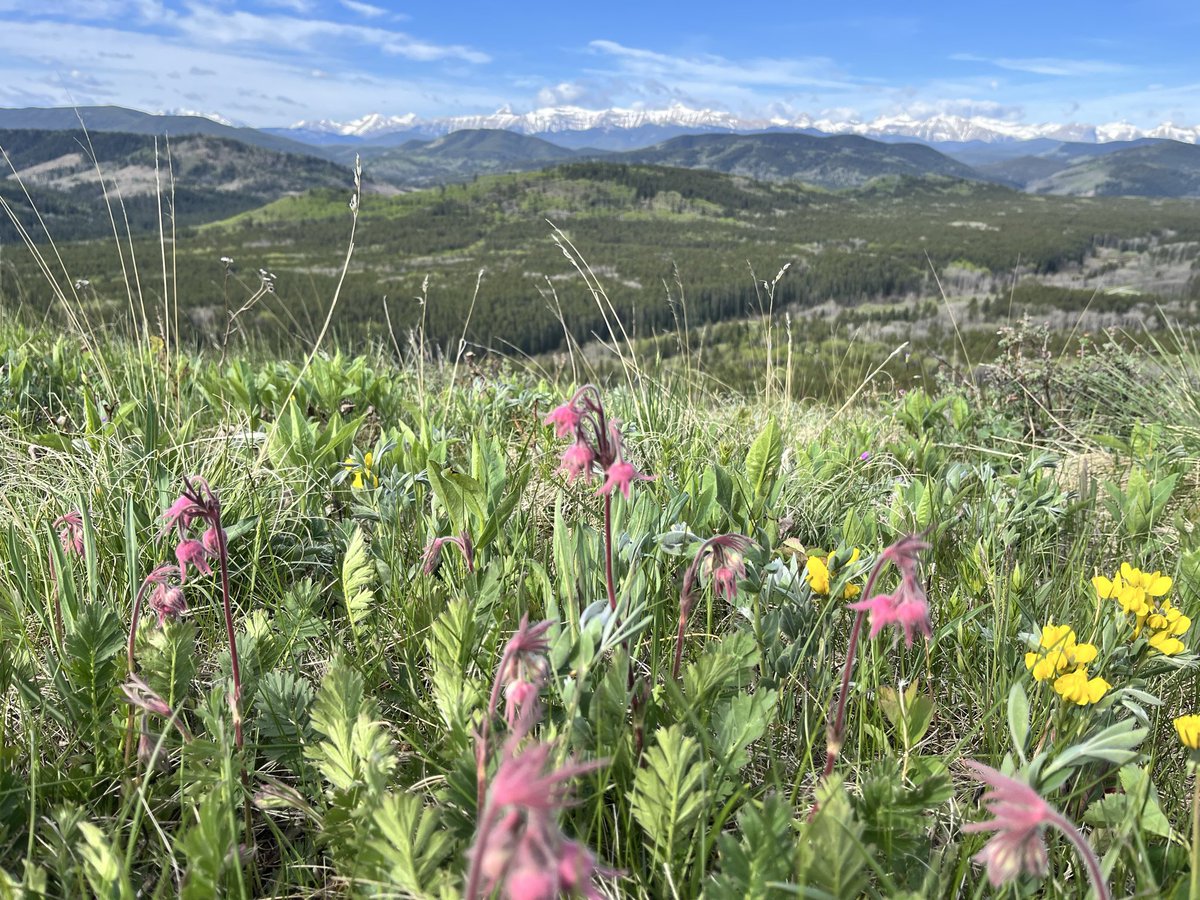 michell29537821's tweet photo. More from the morning flower hike:  Shooting Stars, Mouse-Ear Chickweed, three-flowered avens with buffalo beans, and Saskatoon aka service berry flowers. https://t.co/ioaeqoutQN