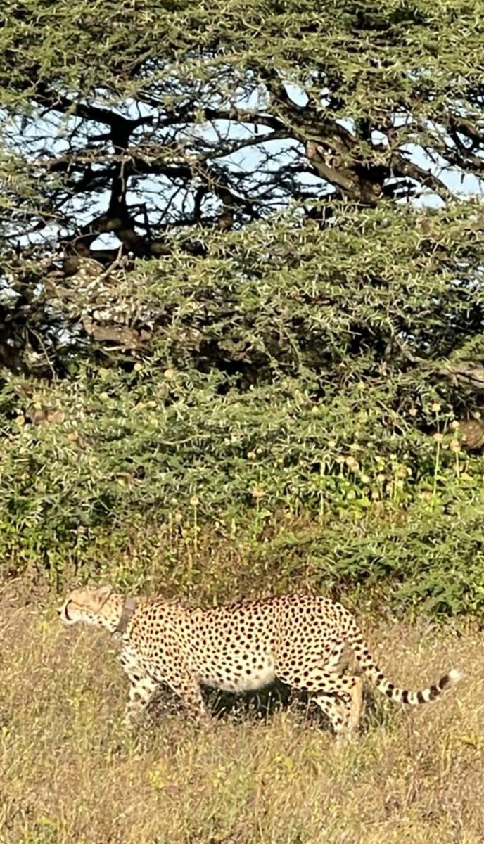 walmarksafaris2's tweet photo. We almost due some beautiful cubs coming sooner🐆🙏 https://t.co/HNpFvtmM6b