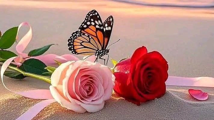 قمر الخير 1🌹 tweet media