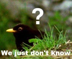 pukeko tweet media
