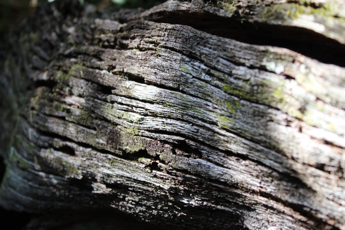 laffodiI's tweet photo. the art of noticing https://t.co/npxEckvsDd