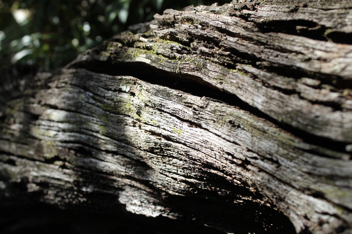 laffodiI's tweet photo. the art of noticing https://t.co/npxEckvsDd