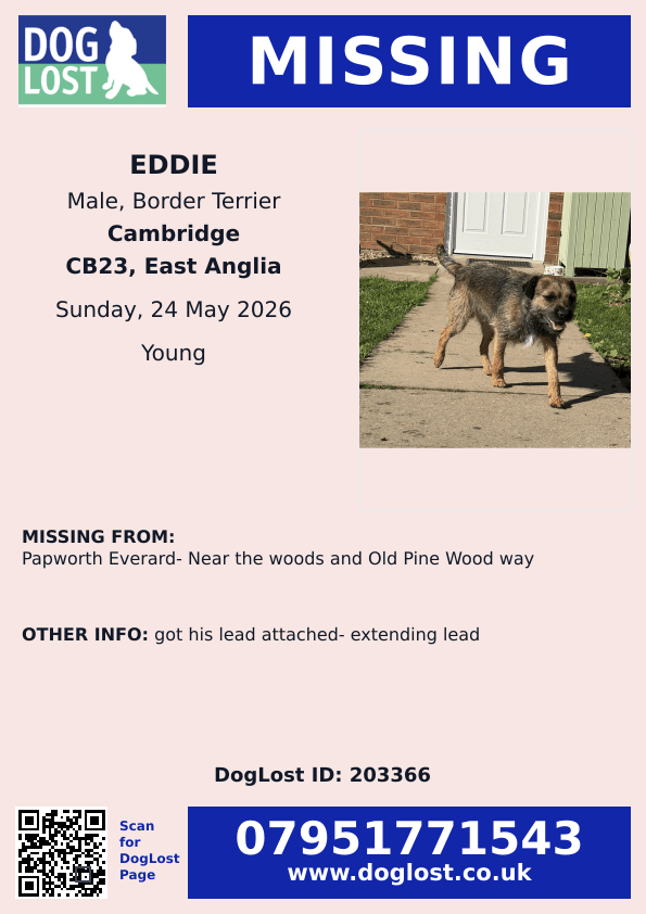 millypod1's tweet photo. 🆘24 MAY 2026 #Lost Eddie #ScanMe 
Border Terrier Male #BTPosse 
#PapworthEverard- Near the woods and 
Old Pine Wood way #CB23 
#Cambridge #Cambridgeshire 
Lead attached- extending lead
https://t.co/co4tAKobNE https://t.co/vRPmZ7J2bB