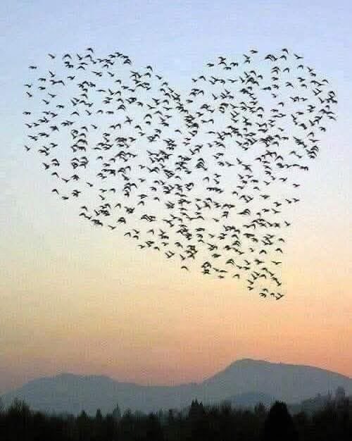 necdetertunc's tweet photo. Bu Bayram kim neyi keser bilmiyorum ama ben iyi niyetimi ve hak etmeyenlere verdiğim değeri kestim.
Allah kabul etsin..🌹💙❤️ https://t.co/VxL2AhZ49l