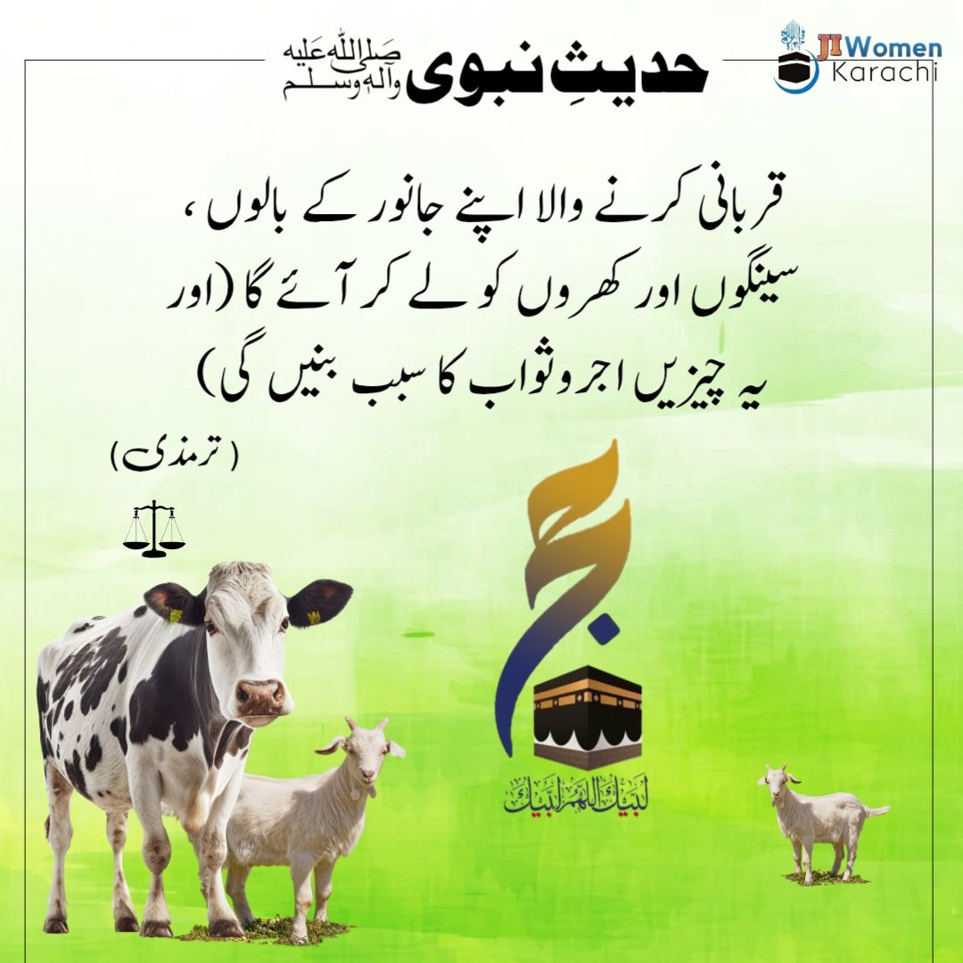 JIwomenKarachi's tweet photo. *حدیثِ نبوی ﷺ* 
قربانی کرنے والا اپنے جانور کے بالوں ، سینگوں اور کھروں کو لے کر آئے گا (اور یہ چیزیں اجروثواب کا سبب بنیں گی)
(ترمذی)
#ZilHajj #Qurbani #muslim 
#jiwomenkhi https://t.co/zhnKYDad8c